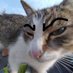 Cat enjoyer (@matthewchamp5) Twitter profile photo Cat enjoyer (@matthewchamp5) Twitter profile photo