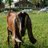 hillfarmdairy's profile image