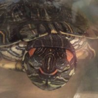 Rich Boston (@richboston5) 's Twitter Profile