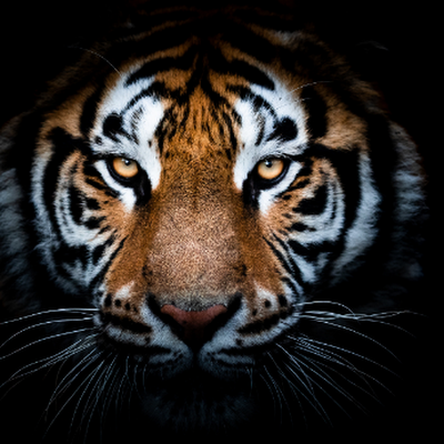 GallmanJes91106's profile picture. 