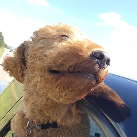 PeteNickle15791's profile picture. Purposely left blank because of cancel culture.