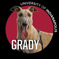 Grady the Greyhound(@uindyhound) 's Twitter Profile Photo