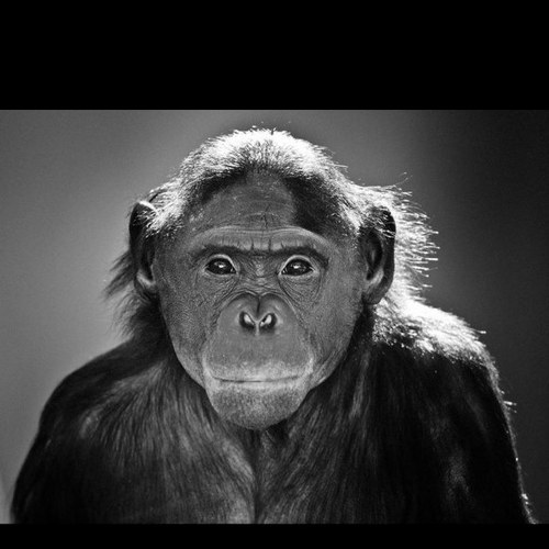 drj4911's profile picture. Rules are to be followed by fools; 
But used as guideance by wise men. 
Which are you?