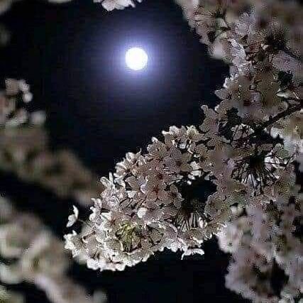 saabsaa26608614's profile picture. 