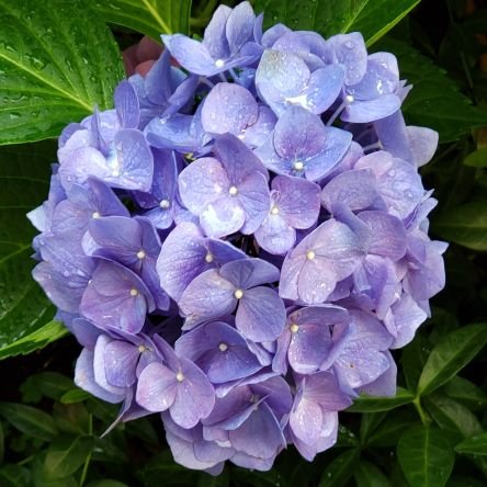 Velcra1959's profile picture. Brooklyn born and raised. You'll have to kill me to shut me up.