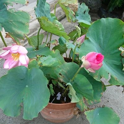 eSRcgQYp3M20364's profile picture. 