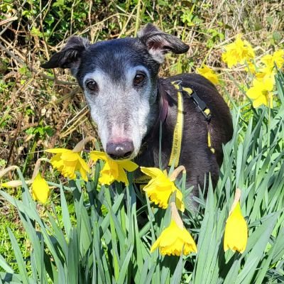 Writer/Animal Rescuer.
He/Him
Greyhounds make the best pets ♥