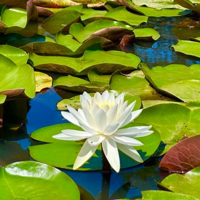 _The_Refractor's profile picture. 