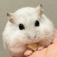 ハムスターのぴーちゃん🐹(@yuifx1121) 's Twitter Profile Photo