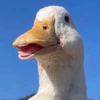 MrDuck110604 π²π½π¦πͺ (@mrduck2_0) 's Twitter Profile
