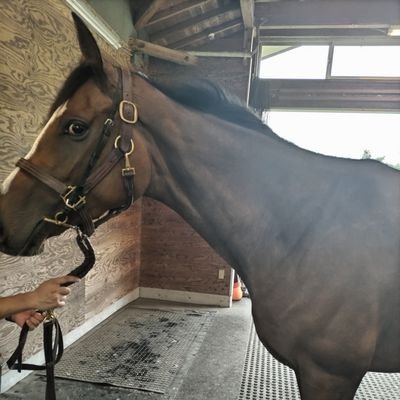 馬が好き。競馬が好き。マカヒキ/クロコスミア/オジュウチョウサン/ルージュエヴァイユ/シンリョクカ❤
東サラ1口→エヴァイユ、ダンルース、アイトーン、ラフェリア、ソニード、ミレネール、アマリア🏇
ユニオン1口→モカラルビー、アジュマン、ヴァレリアネッラ、イモータルプラチナ🏇