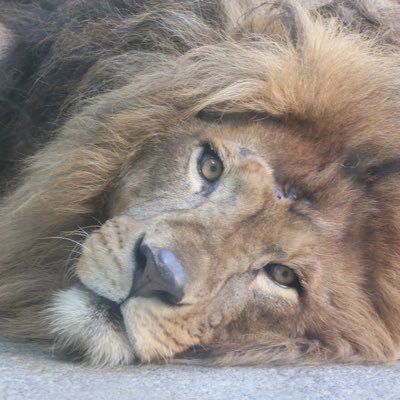 🦁が好きなオタクの好き勝手な呟き/動物園巡り/ホッキョクグマ、トラ、レッサーパンダも好き/格ゲー動画勢/⚠️禁無断転載⚠️No unauthorized reproduction