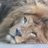 lionecco