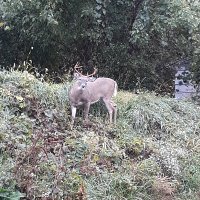 Junglesjim (@junglesjim) 's Twitter Profile