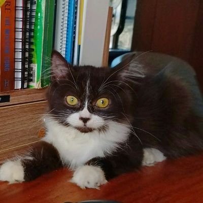 grumpy tuxedo office cat
