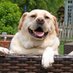 i am Maximus (@maxthedog2018) Twitter profile photo i am Maximus (@maxthedog2018) Twitter profile photo