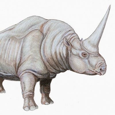 CulaBadak9's profile picture. Yang Penting Ada Badaknya