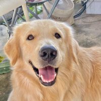KKKCC (@snkkccmsk) 's Twitter Profile
