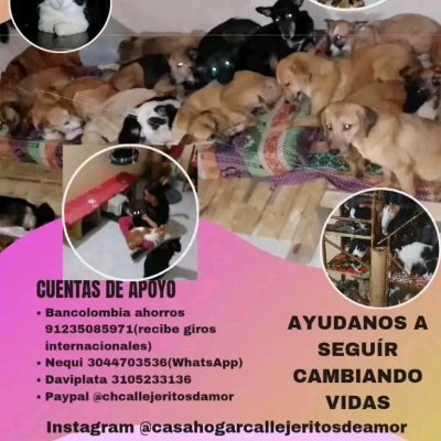 chcallejeritos's profile picture. Amo los peluditos y rescató con el corazón ellos merecen más empatía amor y respeto por eso adopta , vacuna, castra o esteriliza y no los abandones 🐶🐾🐱
