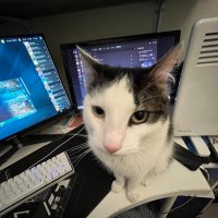 annie (@anniephan_) 's Twitter Profile