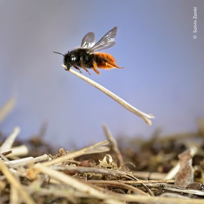 The longest-running and most prestigious nature photography competition and exhibition, run by @NHM_London. Explore our online gallery: