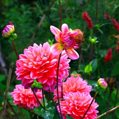 One of the most spectacular and important Horticultural gardens in Great Britain