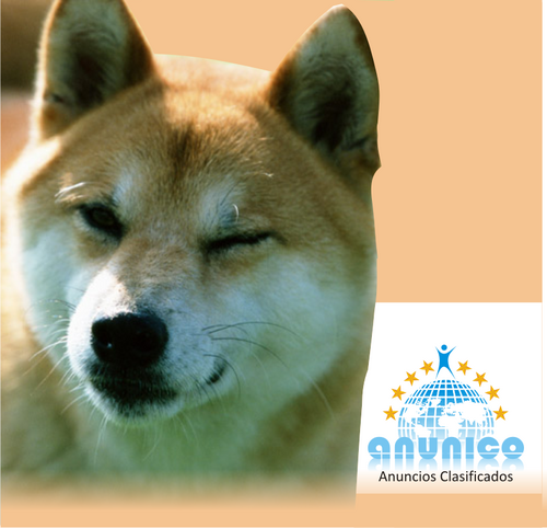 Compra o vende tu mascota en el sitio de anuncios más importante de Argentina. Prueba ANUNICO!