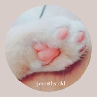 mallow* (@cherrytart_) Twitter profile photo