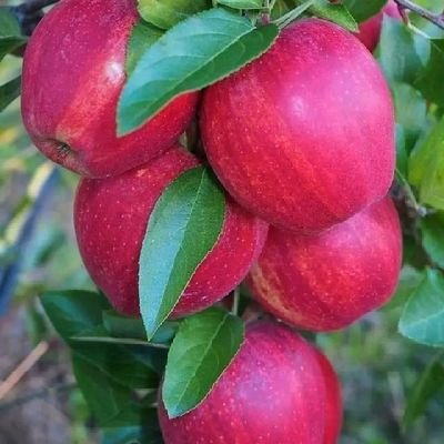 SuperAgro794412's profile picture. 