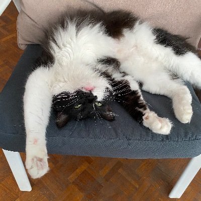 CBadbret's profile picture. Je ne supporte pas les images de tous ces pauvres animaux en souffrance , je ne veux que beau, respect, amour, merci.