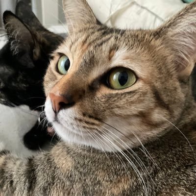 xingxinggi Profile Picture