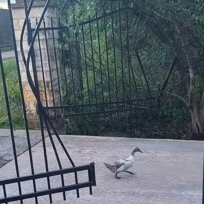 no justice no peace. gumblossom enthusiast. bird appreciator. booping all the snoots.