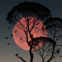 نورة ال سيف (@noosaif471) 's Twitter Profile