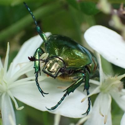 Plant Ecology / ハナムグリ/ 種生物 / コガネムシ研究会