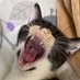 猫飯調達日誌@駿河湾 (@ygoz8po8xzgjhz5) Twitter profile photo 猫飯調達日誌@駿河湾 (@ygoz8po8xzgjhz5) Twitter profile photo