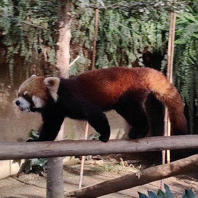 kakibaby485's profile picture. 関大(経)3回　レッサーパンダが好きな人です。