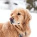MustPavloveDogs (@mustpavlovedogs) Twitter profile photo MustPavloveDogs (@mustpavlovedogs) Twitter profile photo