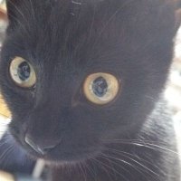 あっつん@株垢 (@attsun0110) 's Twitter Profile