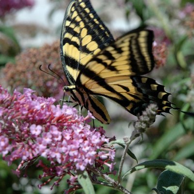 jackland_farm's profile picture. Let Love be your Guide