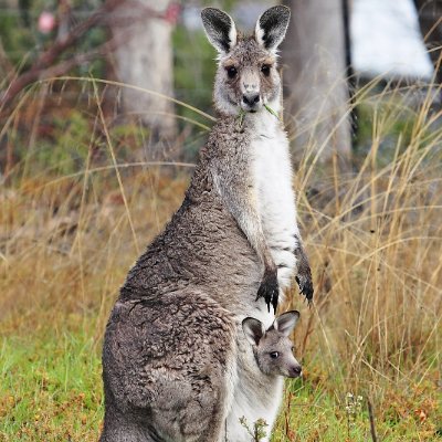 kangaroo Profile