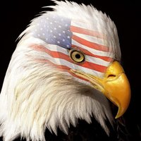 Shari Gutierrez (@gutierrezs59363) 's Twitter Profile