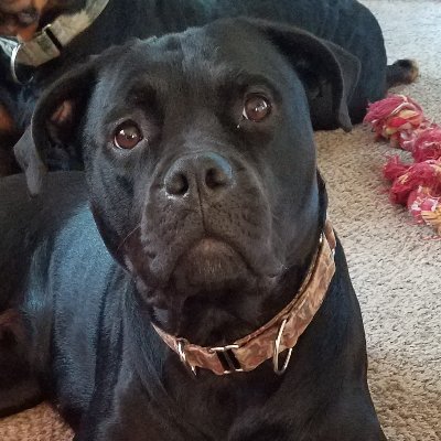 morose_the29101's profile picture. 🇺🇸 Former military. Current shitposter
Appalachian Guerilla 

Good boy/ Good boi