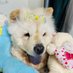 oreo n leo’s World (@kavi81124) Twitter profile photo oreo n leo’s World (@kavi81124) Twitter profile photo