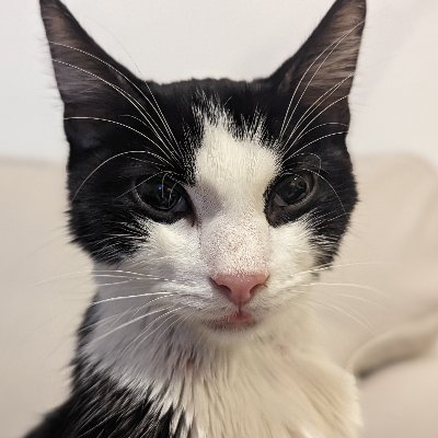 1 year old tuxedo cat who was found outside of a pharmacy. 🐱 FIP Warrior - started treatment on August 29. 🐱 Small for a cat, very small for an Astros fan.