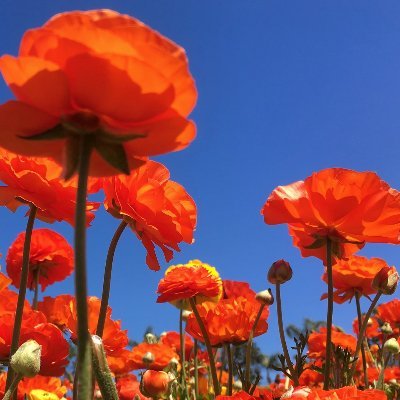 https://t.co/0NhVhs52W2 - @abocha@mastodon.social - UX Designer. Chicagolander. Housing is a human right. Kids deserve clean air in school - Support IL HB3713.