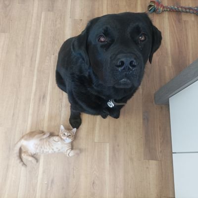 not an actual dog. Husband, Proud Dad, Pro my / all Girls ,Ops Director. Fond of animals, ancient hifi and weird 80/90s cars.
mini disc will be back!!