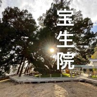 小豆島霊場第54番宝生院　シンパク樹齢1600年 (@54_hoshoin54) Twitter profile photo