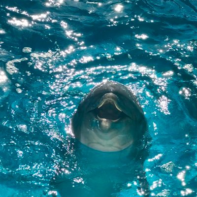 底辺派遣社員からの下克上🐬目指すは当然テッペンだぁ👑裏アカで副業、アフィリエイトなど挑戦中❗️面白いお話しには興味ありありです🤣サッカー好き⚽️自己アフィリ 物販 株式投資 暗号通貨 Bitcoin FX