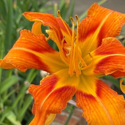 Editor, writer, artist, tea drinker (@AAnkerholz@fosstodon.org)
Long-time freelancer, including FOSSlife, Docker, AWS Open Source, Linux Foundation
🌻🦋🌎