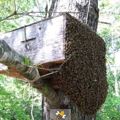 Space for beekeepers to ask questions about the wonderful world of beekeeping.
It is friendly, fun and helpful community for beekeepers